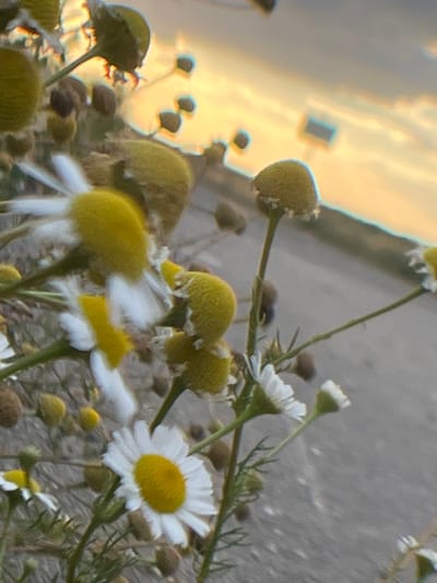 The image shows a close-up of chamomile flowers against a blurred background of a road and a sunset sky. The flowers are in various stages of bloom, with some fully open and others in bud. The petals are white, and the centers are yellow. The background is out of focus, but it appears to be a paved surface, possibly a road, with a warm-toned sky suggesting the sun is setting or rising. There are no people or animals visible in the image. The location is identified as Ильинка, Russia, but there are no specific identifying landmarks in the image to confirm this.