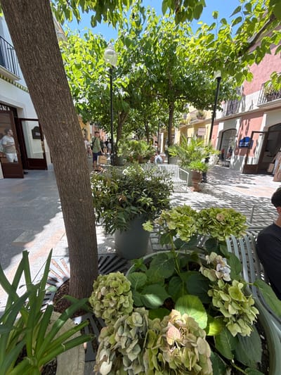 This image depicts an outdoor shopping street scene, likely within the La Roca Village outlet shopping center in La Roca del Vallès, Spain. In the foreground, a large tree trunk dominates the left side of the frame. Several potted plants, including hydrangeas with pale green and some dried blooms, are arranged around the base of the tree and in front of a light-colored metal bench.

The background reveals a pedestrian walkway paved with cobblestones. Along both sides of the walkway are retail stores with storefronts and awnings. The architecture is characterized by buildings with colorful facades, predominantly in shades of pink, yellow, and white, with balconies and upper-story windows.

Several individuals are visible in the scene, suggesting a normal business day. A person is seen looking into a store on the left. Further down the street, a man in a green patterned shirt and blue shorts stands with a shopping bag. Other people are strolling along the walkway or sitting on benches.

The environment is lush and green, with numerous trees lining the street, providing shade. The sky is clear and blue, indicating sunny weather. Streetlights with glass globes are also present, spaced along the walkway. The overall impression is of a well-maintained, pleasant outdoor shopping area.