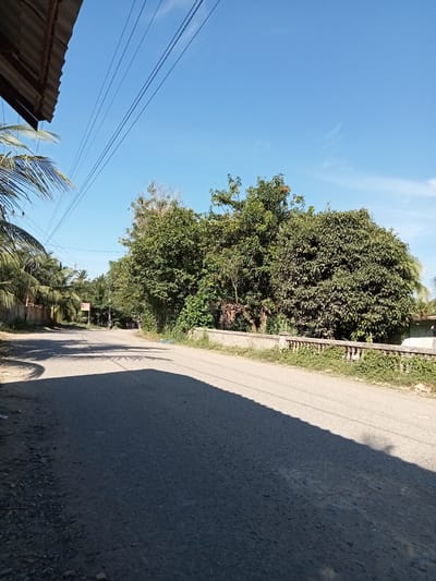 The image depicts a paved road in a rural area, likely Buketglumpang, Indonesia, under a clear blue sky. On the left, a section of a corrugated metal roof extends from the top edge of the frame, with palm fronds visible below it. The road curves slightly to the left and extends into the distance. On the right side of the road, there is a low concrete wall with decorative balusters, overgrown with green vegetation. Beyond the wall, more lush green trees and foliage are visible, with some structures partially obscured. Several power lines stretch across the sky, originating from the left side of the frame. The road itself is predominantly grey and appears to be in good condition. Shadows from trees and possibly a palm frond are cast across the road, indicating a sunny day. In the distance, there are hints of other trees and a possible motorbike rider, but no other people are clearly discernible. The environment suggests a tropical or subtropical setting with abundant vegetation.
