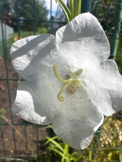 This is a close-up, eye-level, outdoor photograph of a single white bell-shaped flower. The flower is in focus, with its white petals filling most of the frame. The center of the flower features light green pistils and stamens with a slightly curled appearance. Sunlight casts shadows across the petals, highlighting their delicate texture.
In the background, a green metal fence is visible, with out-of-focus foliage and trees beyond it. The ground behind the fence appears to be a mix of soil and green vegetation. The overall lighting suggests it is daytime with bright sunlight. The photograph was taken in the city of Pakonys, Lithuania.