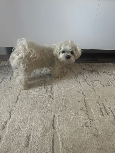 The media file shows a small, fluffy white dog, likely a Maltese, lying on a textured, light-colored rug. The dog is positioned in the lower half of the frame, looking up towards the camera with dark, expressive eyes. Its fur is long and appears to be slightly wavy.

The setting appears to be indoors, with a smooth, light-colored wall or cabinet visible to the left of the dog. The rug it lies on has a distinct, raised pattern, giving it a tactile quality. To the right of the dog, the rug texture is more pronounced. The lighting suggests it is daytime, possibly indoors with artificial lighting or natural light coming from a nearby window, creating soft shadows. There is no visible text in the image. The dog's gaze and slightly tilted head could imply curiosity or a gentle, perhaps even slightly playful, demeanor. The overall impression is one of a domestic scene, with a pet relaxing in a comfortable indoor environment in Kumertau, Russia.