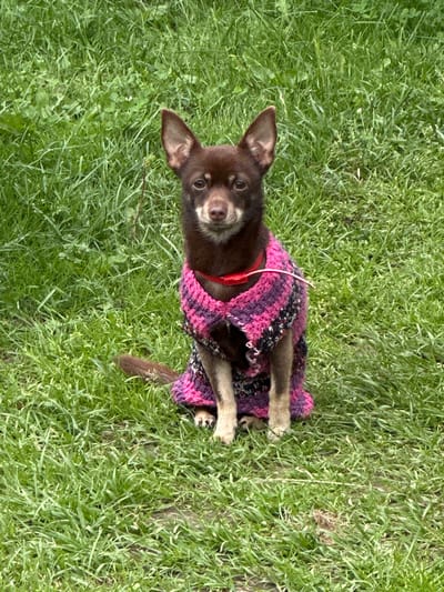 A small, brown dog with erect ears is sitting on a grassy area, looking directly at the camera. The dog is wearing a knitted sweater in shades of pink and purple, with a red collar. The environment is an outdoor grassy area, likely a park or yard, with green grass and some patches of dirt. The lighting suggests it is daytime. The image does not contain any explicit information about the location being Piriutino, Russia.