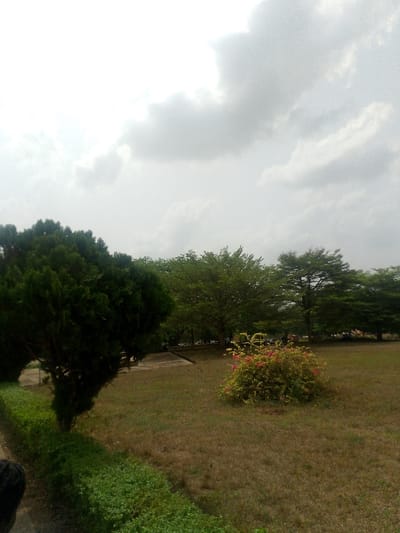 A wide-angle image depicts an outdoor landscape within Adzho, Nigeria, under an overcast sky. In the immediate foreground on the left, a portion of a dark green coniferous tree is visible, along with a neatly trimmed green hedge extending diagonally from the bottom left. A small segment of a dark-haired head is present at the extreme bottom left. The central midground features an expansive area of dry, brown-green grass, punctuated by a central bush displaying clusters of reddish-pink flowers. Further back, a light-colored paved pathway curves from left to right, bordered by a line of mature trees with varied green foliage. Multiple indistinct human figures are discernible in small groups near the pathway and beneath the trees in the background, appearing stationary. The sky is entirely covered by extensive, diffuse grey cloud formations.