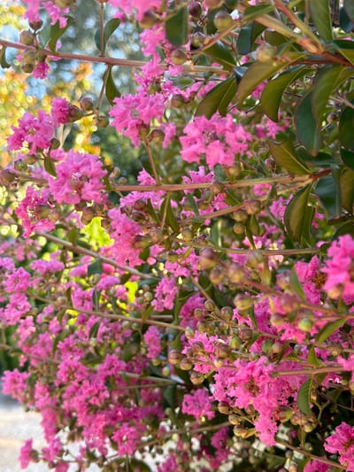This is a close-up, slightly overhead shot of a flowering crape myrtle tree. The branches are laden with clusters of vibrant pink, ruffled flowers, some in full bloom and others still in bud. Dark green, glossy leaves are interspersed among the blossoms, providing a contrasting texture and color. The focus is tight on the flowers and foliage, with the background softly blurred into bokeh circles of light, suggesting a sunny day. The dappled light and soft focus create a dreamy, almost painterly effect. The location is identified as the Municipal Unit of Promahonas, Greece, hinting at a warm, Mediterranean climate suitable for flowering trees. There is no text visible in the image. The overall mood is one of natural beauty and the abundance of summer blooms.