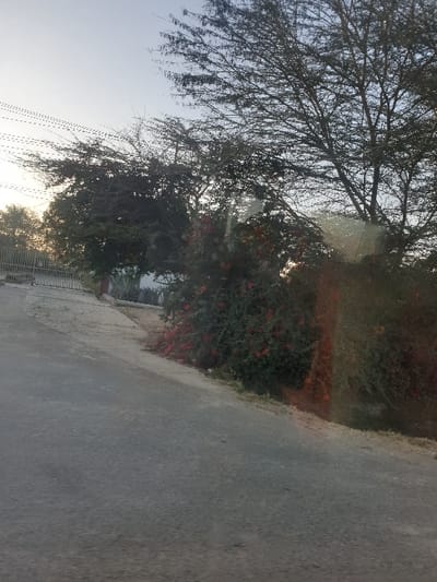 A sun-drenched road stretches along the right side, bordered by a vibrant hedge of green foliage and red flowers. Above, a sprawling, bare tree occupies the upper left, its branches reaching towards a bright sky. The image hints at a tranquil, roadside scene under a warm, sunny atmosphere.