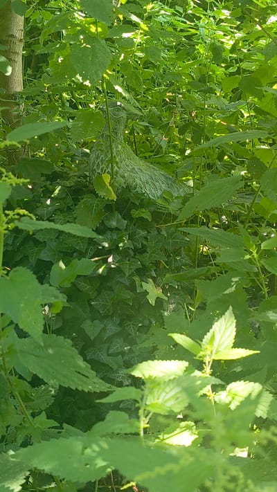The image shows a bird statue or ornament partially obscured by lush green foliage in a garden or natural setting. The statue appears to be made of a light-colored material with a textured surface, possibly resembling feathers. It is positioned in the center-left of the frame, with its head and a portion of its body visible. The surrounding vegetation consists of various types of leaves, including broad leaves, ivy, and possibly nettles, creating a dense, overgrown effect. Sunlight filters through the leaves, casting dappled shadows and highlighting some of the lighter green foliage in the foreground. The background is filled with more greenery, suggesting a natural or semi-wild environment. The location in Rain, Germany, is not discernible from the visual information in the image.