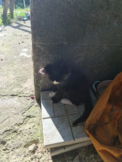 A black and white kitten is partially visible in the lower right quadrant of the image, huddled in the shade of a rough-textured, grey, concrete wall. The kitten is facing left, with its head down. Its white paws are visible, along with a white patch on its chest and face. The kitten is resting on a light-colored tiled surface. To the right of the kitten is a crumpled, orange fabric bag. The ground around the kitten is rough and textured, with some small stones and debris visible. The background shows a sunlit area with patches of green vegetation and shadows cast by vertical structures, possibly indicating an outdoor setting. The overall lighting suggests it is daytime.