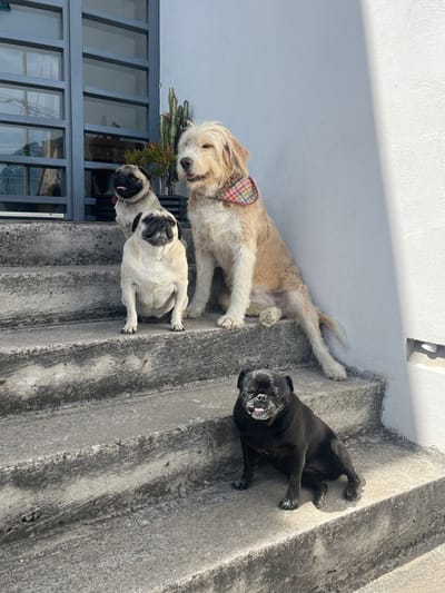 Three dogs are on concrete steps outside. At the top is a light tan dog with a plaid collar. Below it is a tan pug, and at the far right, a black pug. A grey iron gate is to the left of the dogs. A white wall is above them and the steps.