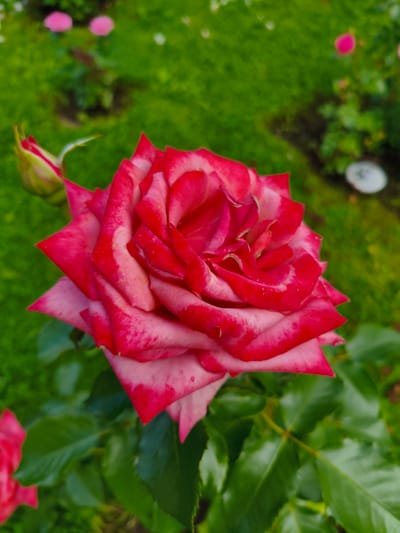 A close-up shot focuses on a vibrant pink and red rose bloom, its petals unfurling in intricate layers. The rose is positioned slightly off-center to the right, with a single rosebud visible to its left. Lush green foliage surrounds the bloom, creating a soft bokeh effect in the background. In the distance, out-of-focus pink flowers and a blurred green lawn suggest a garden setting. The image composition emphasizes the beauty and detail of the rose. The location is identified as Раздолье Снт, Russia.