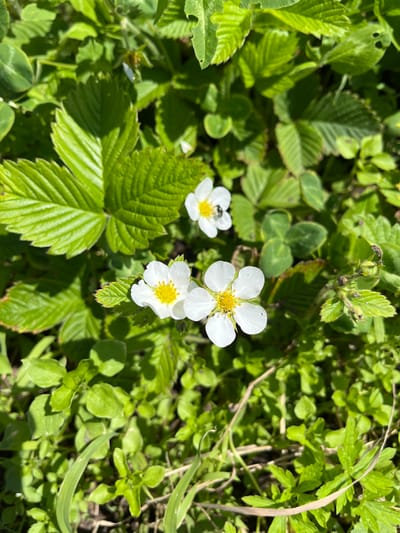The image captures a close-up view of wild strawberry flowers blooming amidst lush green foliage. Two white, five-petaled flowers with yellow centers are prominently featured in the foreground. One flower has a small, dark insect on its petals. In the background, more green leaves and smaller plants create a dense, natural setting. The scene appears to be outdoors, possibly in a natural area or garden, with sunlight illuminating the plants. The location is identified as Zhigalovo, Russia.