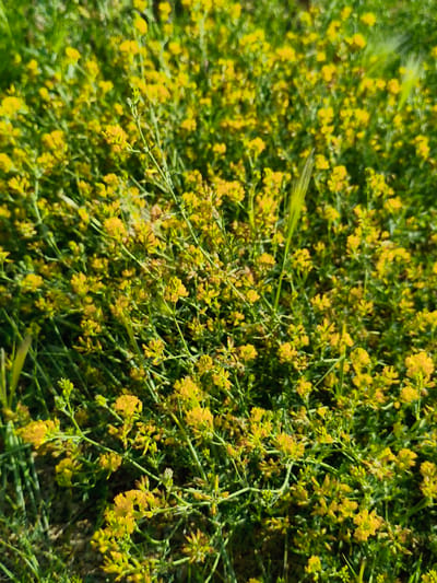 The image captures a close-up, slightly out-of-focus view of a dense patch of small yellow wildflowers growing amongst green foliage. The flowers are clustered along thin, green stems, and the overall impression is one of a natural, overgrown field. No people or specific man-made objects are visible. The location is identified as the city of Zerendi, Kazakhstan. The environment appears to be a natural outdoor setting, likely a field or meadow.
