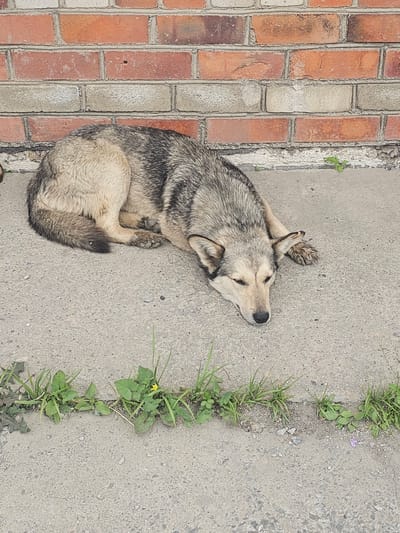 A medium-sized dog with grey and tan fur lies on a concrete surface in front of a brick wall. The dog is lying on its side with its head resting on the concrete. There are weeds growing in a crack in the concrete in front of the dog. The brick wall appears to be red and is made of many small bricks. The environment is outdoors. This scene appears to be in Luchegorsk, Russia, as it is a common sight in the city.