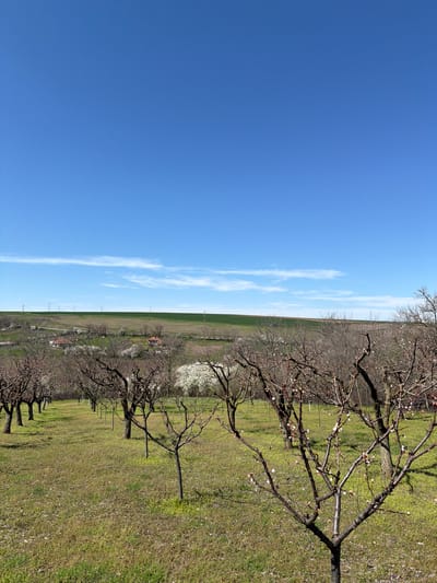 The image shows a landscape, likely located in Profesor Ishirkovo, Bulgaria, based on the presence of orchards and agricultural fields, features common to this region. On the left side of the image is a clear blue sky with thin, vertical cloud formations. Moving right, the view transitions to an agricultural area, possibly orchards, with trees aligned in rows. The trees appear to be in early spring, with some beginning to bud or blossom. The ground is covered with a mixture of green grass and dry vegetation. Faint images of buildings, houses, and fields can be seen, providing context for the setting. There are no people visible in the image. The composition suggests a rural setting with cultivated land and open sky.