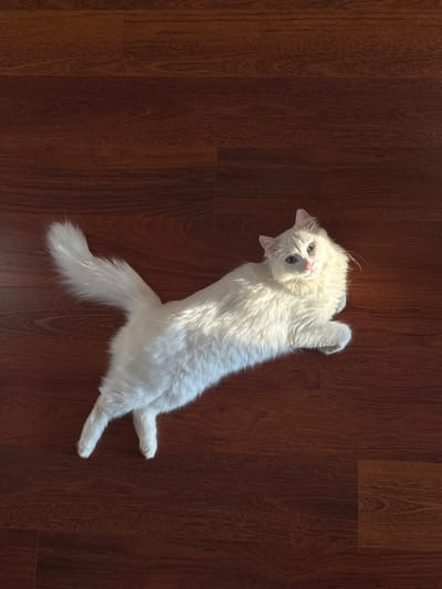 A white fluffy cat with blue eyes is lying on a dark brown wooden floor. The cat is positioned diagonally in the frame, with its head facing upwards and towards the right. Its tail is extended to the left. Sunlight is casting a shadow on the floor to the right of the cat. The environment is indoors, and the floor appears to be made of laminate or hardwood planks. There is no indication of the city of Burdyata, Russia in the image.