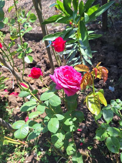The image shows a close-up of a rose bush with several pink and red roses and buds. The roses are in various stages of bloom, with some fully open and others still forming. The leaves of the rose bush are a vibrant green, and some of the new growth appears reddish-brown. The background consists of dark soil and some scattered green foliage, suggesting an outdoor garden setting. The lighting indicates it is daytime, with sunlight filtering through the leaves and casting shadows. The location is identified as Zeda Sazano, Georgia. There are no people or actions depicted in the image.