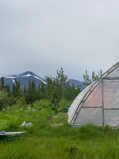 In Haines Junction, Canada, a greenhouse stands in a grassy field with mountains in the background. The greenhouse is made of clear plastic and wood and appears to be an agricultural structure. The field is overgrown with grass and there are trees and shrubs around the greenhouse. In the distance, mountains are visible, some of them are covered with snow. The sky is overcast.