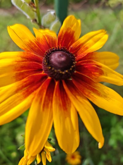 An extreme close-up photograph captures a blooming Rudbeckia hirta flower, commonly known as a black-eyed Susan, in Rumbula, Latvia. The flower's center is a dark, purplish-brown disc, surrounded by vibrant yellow petals that are edged with a fiery orange-red hue. The petals are broad and slightly curved, some exhibiting subtle veins. The background is softly blurred, consisting of green foliage and hints of other yellow flowers, suggesting a garden setting. The lighting is natural, casting a gentle glow on the flower. There are no people or other animals visible in the frame. The focus is entirely on the intricate details and vivid colors of the single flower.