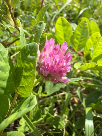 A macro photograph captures a vibrant pink clover flower in bloom, surrounded by lush green foliage. The flower head is a dense cluster of small, petal-like florets, radiating a bright magenta hue. The surrounding leaves are varied in shape and size, with some being broad and deeply veined, while others are slender and grass-like. The scene is illuminated by natural sunlight, casting shadows and highlighting the textures of the plants. The background is softly blurred, suggesting a natural, outdoor environment. The image is a close-up, focusing on the intricate details of the clover and its immediate surroundings, likely taken in a natural setting like a field or meadow. There are no visible people or human-made objects in the image.