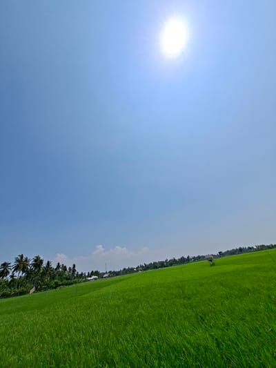 The image depicts a bright, sunny day over a vast, lush green rice paddy field in Dayahbaro, Indonesia. The sun is high in the clear blue sky, casting a strong light that causes a bright halo around it. The rice field occupies the majority of the lower half of the frame, showing neatly planted, vibrant green rice stalks. In the distance, along the horizon, a line of palm trees and other vegetation is visible, interspersed with a few small buildings and what appears to be a communication tower. A small, elevated structure, likely a shelter or hut, is situated within the rice field towards the right side of the image. The scene is serene and rural, typical of Indonesian agricultural landscapes. There are no people or animals visible in the frame.