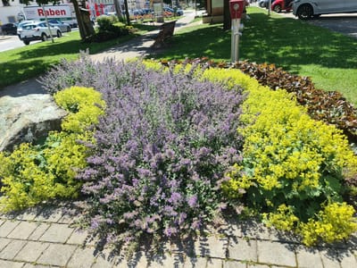 The image captures a vibrant flower bed featuring a prominent display of purple catmint and bright yellow lady's mantle. These flowers are situated on a paved walkway constructed from light grey concrete tiles, which shows some signs of moss growth. Behind the flower bed, a lush green lawn extends into the background, interspersed with shadows cast by trees.

To the left of the flower bed, a large, rough-textured grey stone boulder is visible. In the middle ground, a wooden park bench is placed on the grass, and a pathway leads away from it. Beyond the bench, a red and silver fire hydrant stands beside a tree trunk. Further back, a white truck with "Raben" branding is parked on a street, and several cars are visible in a parking lot and on the road. The environment suggests an outdoor public space, possibly a park or a well-maintained area in the town of Sankt Marein bei Neumarkt, Austria, given the presence of a fire hydrant and park bench. The lighting indicates it is daytime, with clear sunlight. No people are visible in the frame.
