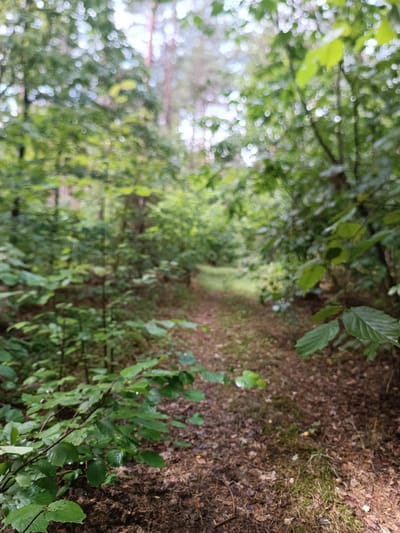 The image depicts a narrow dirt path winding through a dense forest. The path is covered with fallen leaves and pine needles, with patches of moss growing along its edges. Lush green foliage from trees and undergrowth lines both sides of the path, creating a shaded canopy overhead. Sunlight filters through the leaves, creating dappled light effects on the forest floor. In the background, the path recedes into the distance, suggesting a journey deeper into the wooded area. The scene appears tranquil and natural, with no human presence or man-made structures visible. The location is identified as Skidzyelski Sel'ski Savet, Belarus.