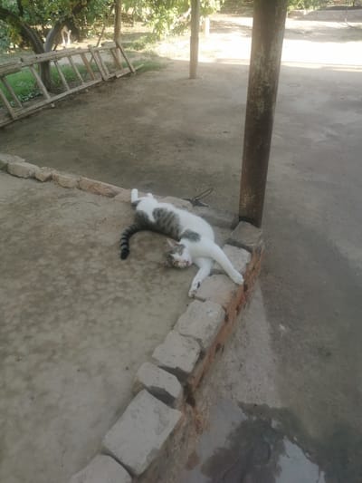 A tabby and white cat is lying on its back on a low brick wall in a dusty outdoor area. The cat's head is tilted to the side, and its eyes are open. Its body is relaxed, with its legs splayed out. The area around the cat appears to be a yard or an alleyway, with a ladder and trees visible in the background. The ground is a mixture of dirt and concrete. The scene is illuminated by sunlight, casting shadows. The location is identified as Jarqurgon, Uzbekistan.