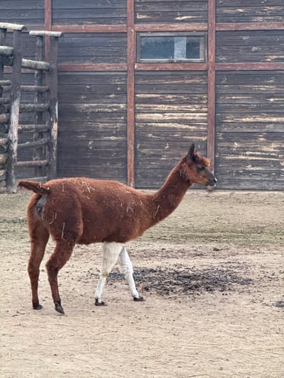 In Demydiv, Ukraine, a reddish-brown llama is observed walking from left to right across a light brown dirt enclosure. The animal's lower forelegs and hind legs are white. Its head, facing right, features pointed ears. The llama's posterior exhibits fecal matter adhering to its fur, indicative of recent defecation. Sparse pieces of straw or dried grass are visible on its body. The background includes a rustic wooden log structure on the left and a large, dark-planked wooden building on the right, framed by reddish-brown timbers. This building contains a rectangular, multi-paned window in its upper section. The ground surface consists of light brown dirt, with a darker, damp area present behind the llama's front legs. The scene is under diffuse lighting.