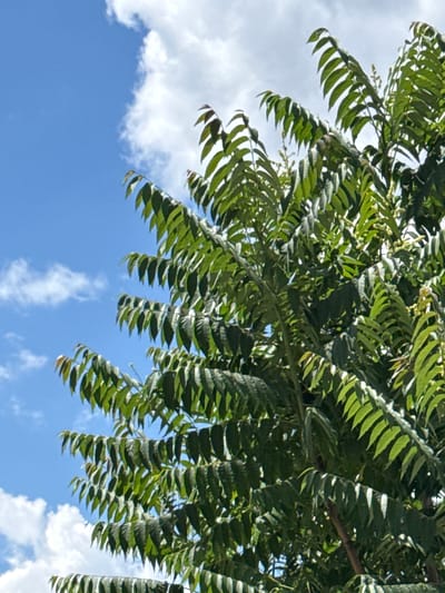 The image is a close-up, low-angle shot of a tree with compound leaves, likely a sumac or a similar species. The leaves are a vibrant green, with serrated edges, and are arranged densely on branches. Some of the leaves are tinged with red at their tips, suggesting new growth or the beginning of autumn coloration. The tree is set against a bright blue sky with scattered white, puffy clouds. The lighting indicates a sunny day. The location is identified as Masalovka, Russia. There are no people or animals visible in the image. The scene depicts a natural element within an outdoor environment.
