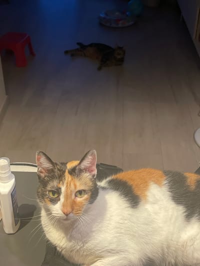 A calico cat is lying down in the foreground of a dimly lit room. The cat is facing the camera with its head tilted slightly. In the background, another cat is lying on the floor, and a red stool is visible to the left. The flooring appears to be laminate or wood. The lighting suggests it is nighttime or the room is poorly lit. No specific location in Sagunto, Spain can be determined from the image.