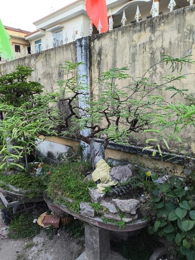 The image displays an outdoor scene located in Thành phố Quảng Ngãi, Vietnam. The central focus is a collection of intricately shaped trees, resembling bonsai, with gnarled dark trunks and branches bearing abundant light green leaves. These trees are planted in large, elevated, stone-lined planters or rock gardens. The most prominent planter, situated on the right, is a gray, pedestal-style structure containing a bonsai, various rocks, small green plants, and two pieces of crumpled fabric—one light yellow and one dark gray. To the immediate left, another similar planter holds a second bonsai, additional greenery, and a small, light-colored figurine, possibly a Buddha, positioned within the foliage. The background features a weathered, yellowish-tan concrete wall exhibiting significant black mold or mildew stains, including a distinct vertical blue-black streak. Above the wall, sections of two residential buildings are visible; the closer structure is a light beige building with a white ornamental balustrade along a balcony or roofline. Partially visible in the upper background are an orange flag and a green flag. The ground area is unpaved, consisting of dirt and sparse grass, with a wooden two-wheeled cart and a broken brick visible on the far left. No individuals are present, and no active interactions or actions are depicted in the scene.