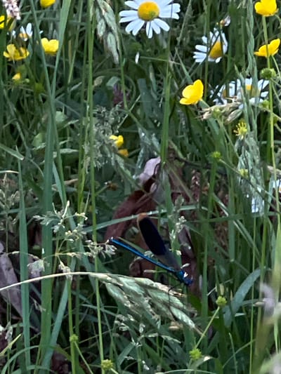 The image displays a close-up view of a natural environment in Tovstoluh, Ukraine, characterized by dense green foliage and wildflowers. A vibrant blue damselfly with dark, iridescent wings is positioned diagonally in the lower-central frame, resting on a green plant stem. The damselfly's body is distinctly blue, contrasting with its blackish wings. Surrounding the damselfly and filling the majority of the frame are numerous green grass blades of varying heights and textures. Several white daisy-like flowers with yellow centers are scattered across the upper and mid-right portions of the image. Multiple yellow buttercup-like flowers are also visible, concentrated in the upper-left, upper-right, and mid-left sections. Scattered brown and reddish-brown dried leaves or plant matter are partially visible in the background, intertwined with the green vegetation. No people, animals other than the damselfly, or man-made objects are present.