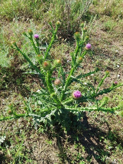 In Krasnostepnovskoye, Russia, a thistle plant with spiky green leaves and several developing flower buds is prominently featured in a natural, sunlit outdoor environment. One vibrant purple thistle flower has bloomed, standing out against the green foliage. The plant is rooted in dry, brown soil scattered with dry grass and some sparse green vegetation. A shadow, likely cast by the plant itself or an unseen object, stretches across the ground to the right of the plant, indicating a sunny day. The surrounding area is uncultivated, suggesting a rural or wild setting within the city.