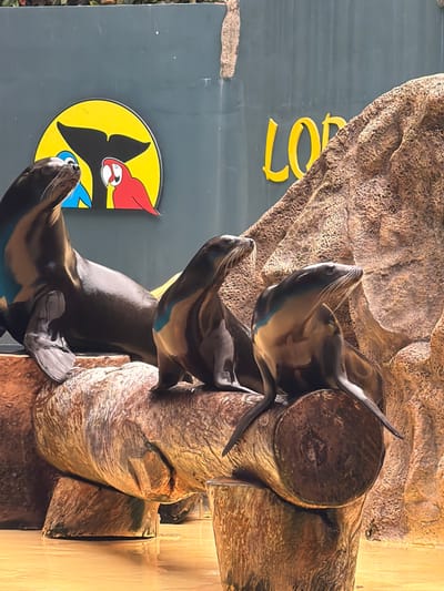 This is a medium-shot photograph taken at Loro Parque in Puerto de la Cruz, Spain, depicting a group of three sea lions on a log. The sea lions are dark-colored with sleek fur, and they are positioned on a large, rough-hewn log supported by wooden blocks. Two of the sea lions are in the foreground, facing to the right, with one slightly behind the other. The third sea lion is larger and is situated to the left, looking upwards and to the left with its head tilted back. The background consists of a grey wall with a large circular yellow logo featuring a black whale tail and two cartoon birds, one blue and one red. To the right of the logo, the word "LORO" is visible in yellow text. A textured, rocky surface, possibly part of the park's artificial landscape, is also present in the background, and the floor appears to be a light-colored sandy or watery surface. The lighting suggests it is daytime, with some shadows indicating sunlight.