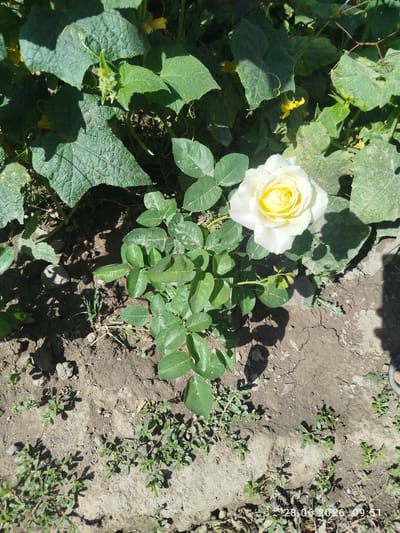 A single white rose with yellow accents in its center is in full bloom, positioned centrally in the frame. The rose is surrounded by green leaves and sits on dry, cracked earth. In the background, large green leaves, possibly from a cucumber plant, are visible, along with small yellow flowers. The scene appears to be an outdoor garden in a rural or suburban setting. The timestamp in the lower right corner indicates the image was taken on June 28, 2026, at 09:51. Based on the provided context, this scene is located in the city of Özgön, Kyrgyzstan.