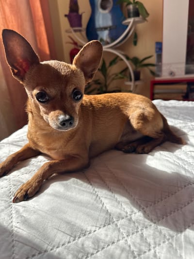 A brown, short-haired dog, possibly a Miniature Pinscher or Chihuahua mix, lies on a white, quilted surface. The dog is oriented at an angle, with its head towards the lower left corner of the image and its body extending towards the upper right. The dog's eyes are large and dark, and it appears to be looking directly at the viewer. The background is blurred, but suggests a room interior with decorative elements.

There is no evidence to suggest that the location is in Kalipetrovo, Bulgaria.