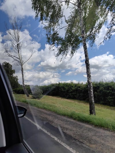 The image shows a view from a vehicle traveling on a road in Сваткаўскі сельскі Савет, Belarus, on a cloudy day. The foreground is dominated by the interior of the car, including the side mirror on the left and the edge of the windshield which reflects the sky. Outside, a paved road with a white dashed line runs alongside a grassy verge. Beyond the verge, a dense line of dark green coniferous trees forms a backdrop. In the mid-ground, two birch trees are visible. One is taller and more slender with sparse branches, while the other is thicker and closer to the road, its white bark with dark markings clearly visible, and its branches laden with green leaves. The sky above is a vibrant blue, dotted with fluffy white clouds, and a faint contrail from an aircraft can be seen.