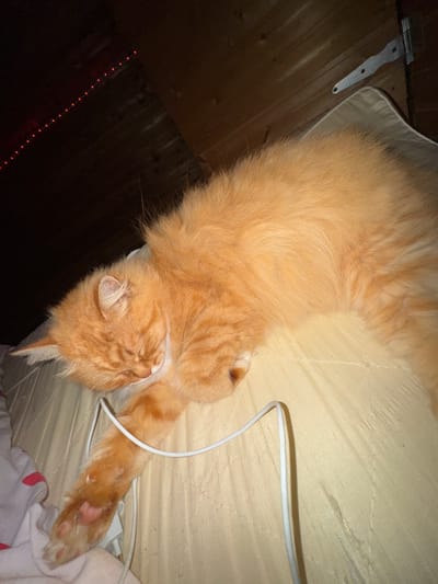 An orange, long-haired cat is sleeping on a light-colored, textured surface, possibly a mattress or padded cover. The cat is curled up on its side, with its head resting near its paws. A white cable runs across the surface, partially obscuring the cat's front leg. In the background, a wooden ceiling is visible, with a black hinge attached to it. There are also red LED lights strung along the edge of the ceiling. The overall impression is that of a cozy, indoor setting.