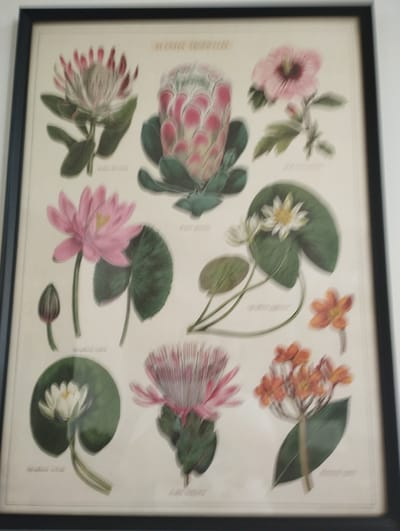 This media file is a photograph of a framed print depicting various botanical illustrations of flowers. The print is mounted on a light-colored background and framed with a thin black border. The overall impression is of a vintage or antique scientific illustration.
The subjects are floral specimens, showcasing different types of flowers in various stages of bloom, as well as buds and leaves. There are several large, prominent flowers, including what appear to be proteas and water lilies. Smaller flowers, possibly in clusters, are also depicted. The illustrations are detailed and rendered in a realistic style, with a focus on color and form.
The activity taking place is the display of the framed print. There are no people or explicit events shown. The setting is likely indoors, as indicated by the lighting and the presence of the framed artwork. There are no strong cues for time of day, weather, or specific location within the image itself, other than the framing and the nature of the artwork.
Notable details include the variety of flora represented. The colors are rich and varied, with prominent use of pinks, whites, oranges, and greens. The print has labels below each illustration, suggesting it is an educational or scientific piece. Faint text is visible at the top of the print, appearing to be a title or heading. The bottom of the print also has labels, but these are largely illegible due to the resolution and angle of the photograph. The photograph is taken from a slightly angled perspective, with a slight blur to some of the elements, suggesting motion or a shallow depth of field.
The visible text at the top of the print appears to be "FLORAL TINTS AND TEXTURES". The labels beneath the flowers are too blurry to read accurately.