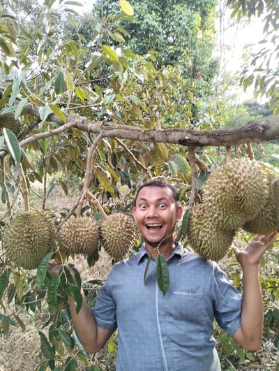A man with brown skin and short black hair stands in front of durian trees in Kilometer Delapan, Indonesia. He is wearing a blue short-sleeved collared shirt with a pocket on the left side and a white stripe down the center. He is smiling broadly with his mouth open and his eyes wide. Several durians are visible on the trees, some hanging from branches, others clustered together. The man is holding up his left arm, and his right arm is slightly bent. The background consists of more durian trees and foliage. The ground is covered in dry grass and leaves. The lighting suggests it is daytime, possibly late afternoon, with sunlight filtering through the trees.