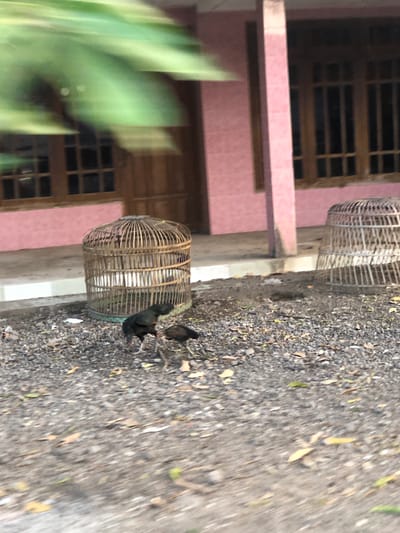 In Sentul, Indonesia, two chickens forage on a gravelly surface in front of a pink building with wooden-framed windows. To the left, a round, bamboo chicken coop stands empty, while to the right, another similar coop is visible. Green foliage partially obscures the upper portion of the image.