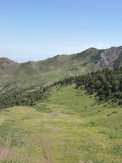 The image shows a panoramic view of a mountainous landscape near Kashka Suu, Kyrgyzstan. The scene is dominated by rolling green hills covered in sparse vegetation and dotted with clusters of trees. In the mid-ground, a winding dirt road can be seen leading up a hillside, with a few small buildings or structures visible in the distance. The foreground consists of a vast expanse of grassy terrain, with visible tracks suggesting human or vehicular passage. The sky is a clear, bright blue, indicating a sunny day. The overall impression is one of a serene and undeveloped natural environment.