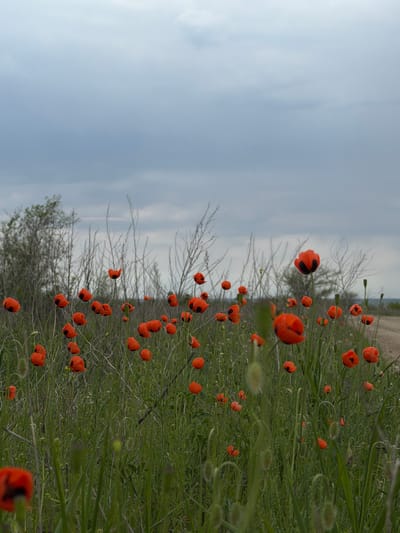 The image shows a field of red poppies in Verkhnyaya Lipovka, Russia, under a cloudy sky. The field is overgrown with grass and some bare branches. There are no people visible in the image.