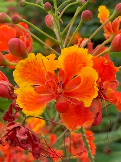 The photograph showcases a cluster of vibrant flowers, likely Flamboyant or Peacock flowers, in close-up. The petals exhibit a striking gradient of colors, transitioning from bright yellow at the edges to a deep orange and red towards the center. Some petals are crinkled and delicate, with a ruffled texture. Several buds, colored a deep reddish-pink, are visible on slender green stems, some elongated and pointed, others more rounded. A few of the buds appear to be in earlier stages of development, while others are partially open, revealing glimpses of the vibrant colors within. In the foreground, a wilted, dark reddish-brown flower hangs limply, its delicate tendrils extending downwards. The background is a soft blur of green foliage and other out-of-focus flowers in similar orange and red hues, suggesting a dense, natural setting. The overall impression is one of lush, tropical bloom. This image was captured in Mae Chan District, Thailand, a region known for its agricultural landscapes and vibrant flora.