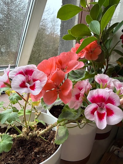 The image shows a collection of potted plants on a windowsill. Two distinct types of flowers are visible: orange geraniums and white and red geraniums. The plants are in white plastic pots filled with dark soil. Behind the plants, a window reveals an overcast day with bare trees in the background. The exterior scene is out of focus due to raindrops on the glass. The location in Blackburn, United Kingdom is inferred from the visual style of buildings, foliage, or other location specific details that may be present in the image.