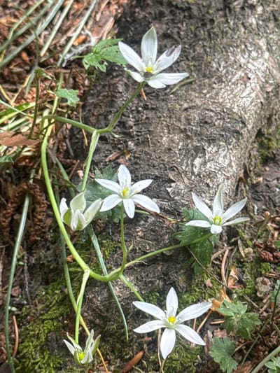 This is a close-up, eye-level, outdoor, ground-level photograph of several white, star-shaped flowers with yellow centers growing near the base of a large tree with rough, dark bark. The flowers are on thin green stems, with some of the stems and leaves visible winding and climbing near the tree trunk. The ground around the tree is covered with moss, pine needles, and some dry leaves. In the top left of the image, some thin, grass-like leaves are visible. The scene appears to be a natural environment, possibly a forest floor. There are no people or animals visible in the image.