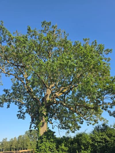 The image shows a large, mature tree with lush green foliage against a clear blue sky. The tree has a thick, textured trunk that is partially covered in ivy. Its branches spread widely, creating a dense canopy. In the background, there is a line of smaller trees and green bushes, with a field of dry grass in the foreground. The scene suggests a natural, outdoor environment, likely in a rural or park-like setting. The location is identified as Godelheim, Germany.