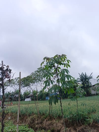 The image depicts an agricultural landscape under an overcast sky, located in Clacuc, Timor-Leste. The upper third of the frame is dominated by a uniformly light grey, cloudy sky.
In the foreground, a brown earthen bank slopes downwards, exhibiting sparse green vegetation and several thin, vertical wooden support stakes.
The midground features a large, densely cultivated field of uniformly green, upright plants, consistent with crops such as onions or leeks, stretching horizontally across the scene. Within this field, towards the left, two individuals are visible. One figure, centrally positioned on the left, wears a conical straw hat and light-colored attire, appearing to be working among the crops. The second figure is less distinct and partially obscured.
Prominently featured in the midground-center is a young tree with large, palmate green leaves (resembling a cassava plant), supported by slender wooden stakes. To its left, a bare tree with minimal dry foliage is also supported by a stake. Various other green trees and bushes are scattered throughout the midground, including a large-leafed plant consistent with a banana tree on the right.
In the background, behind the cultivated field and trees, several structures are partially visible. These include a building with a blue lower section and a lighter upper section on the far right, and other indistinct, light-colored structures interspersed within the foliage. The overall scene is indicative of a rural or semi-urban agricultural area.