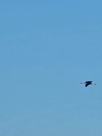 A single bird with dark plumage, a white breast, and reddish-orange beak and legs is captured in mid-flight against a clear, bright blue sky. The bird is positioned in the lower right quadrant of the frame, its wings outstretched. The background is an expanse of cloudless sky, suggesting an outdoor scene on a sunny day. The image does not provide any specific visual cues related to the city of Загорци, Bulgaria.