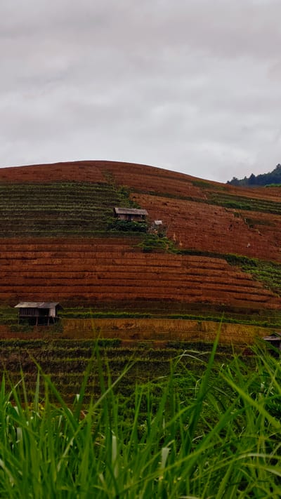 This image captures a terraced agricultural landscape on a hillside in Dế Xu Phình, Vietnam, under an overcast sky. The foreground is characterized by out-of-focus, vibrant green grass blades. The midground and background depict numerous tiered terraces, primarily displaying reddish-brown soil, indicative of recently tilled or barren land, interspersed with strips of dark green vegetation. Two rustic wooden huts with dark roofs are situated on these terraces: one in the lower-left on a green tier, and another, slightly larger, positioned higher and centrally on the slope amidst green foliage. A small, light-colored structure, possibly a tent or shed, is visible to the right of the upper hut. On a lower reddish-brown terrace towards the right side of the image, a single, light-colored individual is discernible, engaged in an indistinct activity. The upper right background reveals a distant ridge line sparsely covered with dark green trees, fading into the overcast sky.