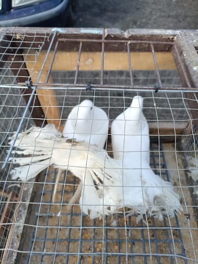 The image shows two white pigeons inside a metal cage. The cage has a wire mesh front and sides, and a wooden interior. The pigeons appear to be healthy and are standing on the floor of the cage. The cage is placed on the ground, and in the background, a blue car is visible. The scene appears to be outdoors. There are no people or discernible actions taking place. The image is taken from a slightly elevated angle, looking down into the cage. The lighting is natural, suggesting it is daytime. The environment appears to be urban or semi-urban, given the presence of the car. No specific landmarks of Łosice, Poland are visible to confirm the location.